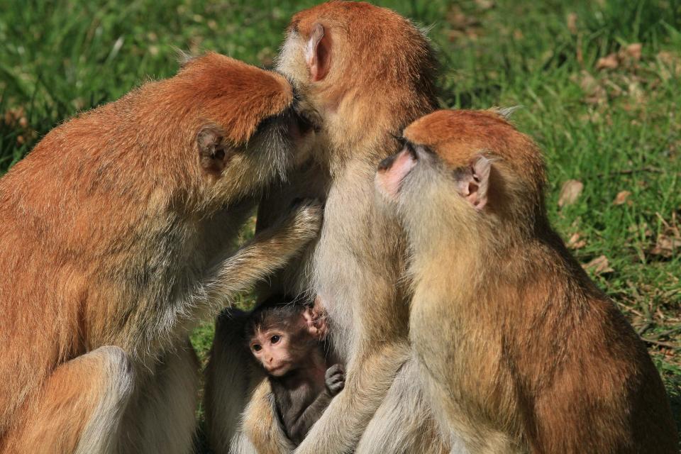 A 10-day-old patas monkey holds on to its mothers at the zoo in Olomouc, Central Moravia, Czech Republic on March 31, 2014. Eileen Dallaire, executive director of the Primate Rescue Center in Nicholasville, Kentucky, says that patas monkeys don't make for good pets because they're social creatures and want to be with their kind. It is legal to own a dangerous animal in Indianapolis with proper licensing and warnings signs.