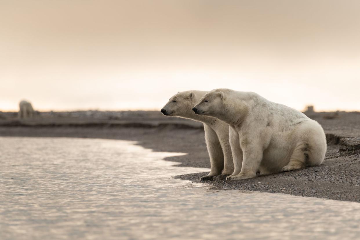 Polar Bears