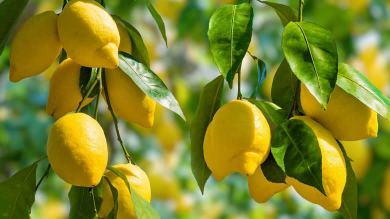 Bunches of lemons growing on a tree