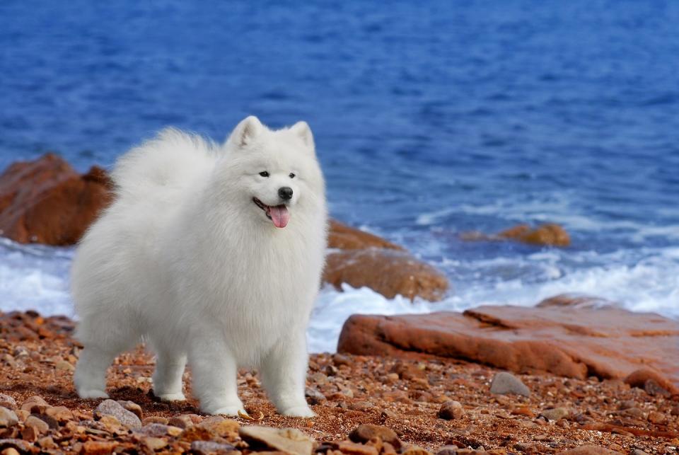 <p>Known for their famous "Sammy smile" due to their perpetually upturned mouths, Samoyeds are smart, fun-loving dogs who sport a stunning white coat (which <a href="https://www.goodhousekeeping.com/life/pets/g27018110/best-pet-hair-removers-amazon/" rel="nofollow noopener" target="_blank" data-ylk="slk:sheds a;elm:context_link;itc:0;sec:content-canvas" class="link ">sheds a </a><em><a href="https://www.goodhousekeeping.com/life/pets/g27018110/best-pet-hair-removers-amazon/" rel="nofollow noopener" target="_blank" data-ylk="slk:lot;elm:context_link;itc:0;sec:content-canvas" class="link ">lot</a></em>!). This highly energetic breed also needs vigorous exercise, as they were originally bred to herd reindeer and haul sledges.</p><p><strong>Weight: 35-65 pounds</strong> </p>