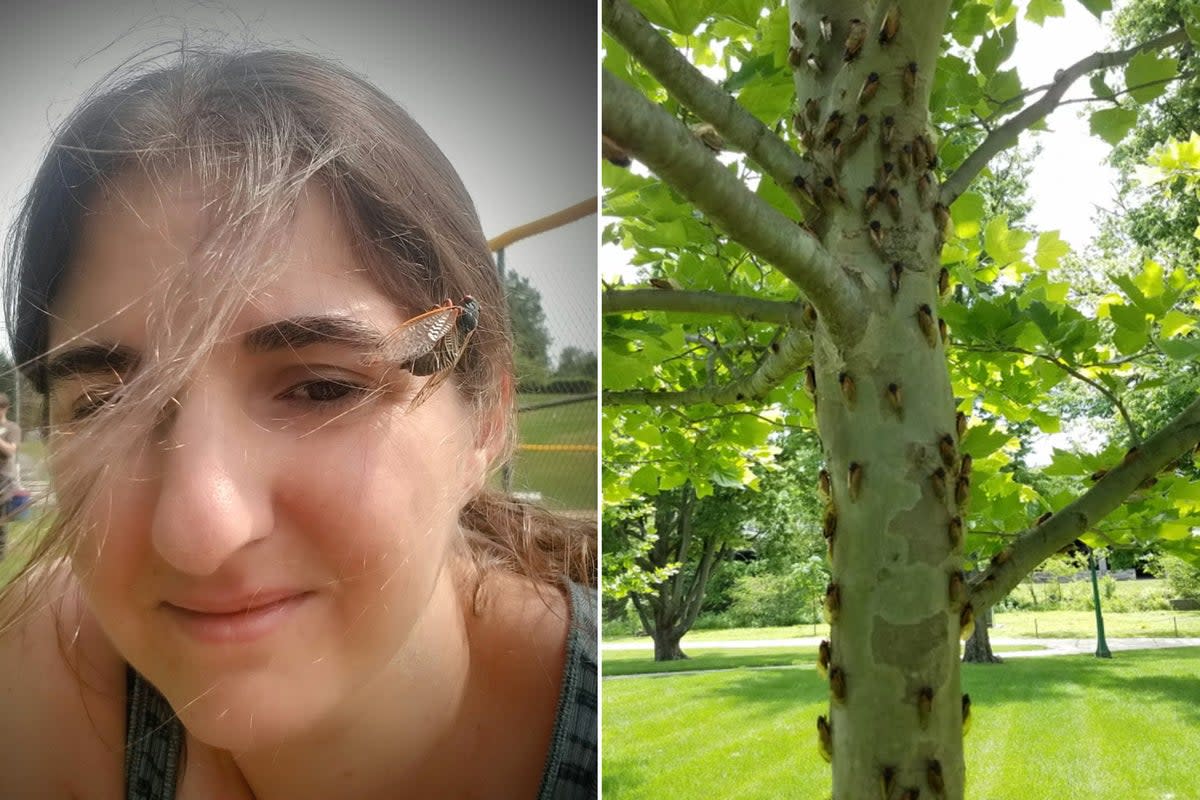 Left: Dr Katie Dana pictured in 2019 with a cicada resting on her face. Right: Cicadas crawl up a tree in Indiana in 2021. Dr Dana, an entomologist, will study the rare co-emergence of two cicada broods this spring  (Katie Dana )
