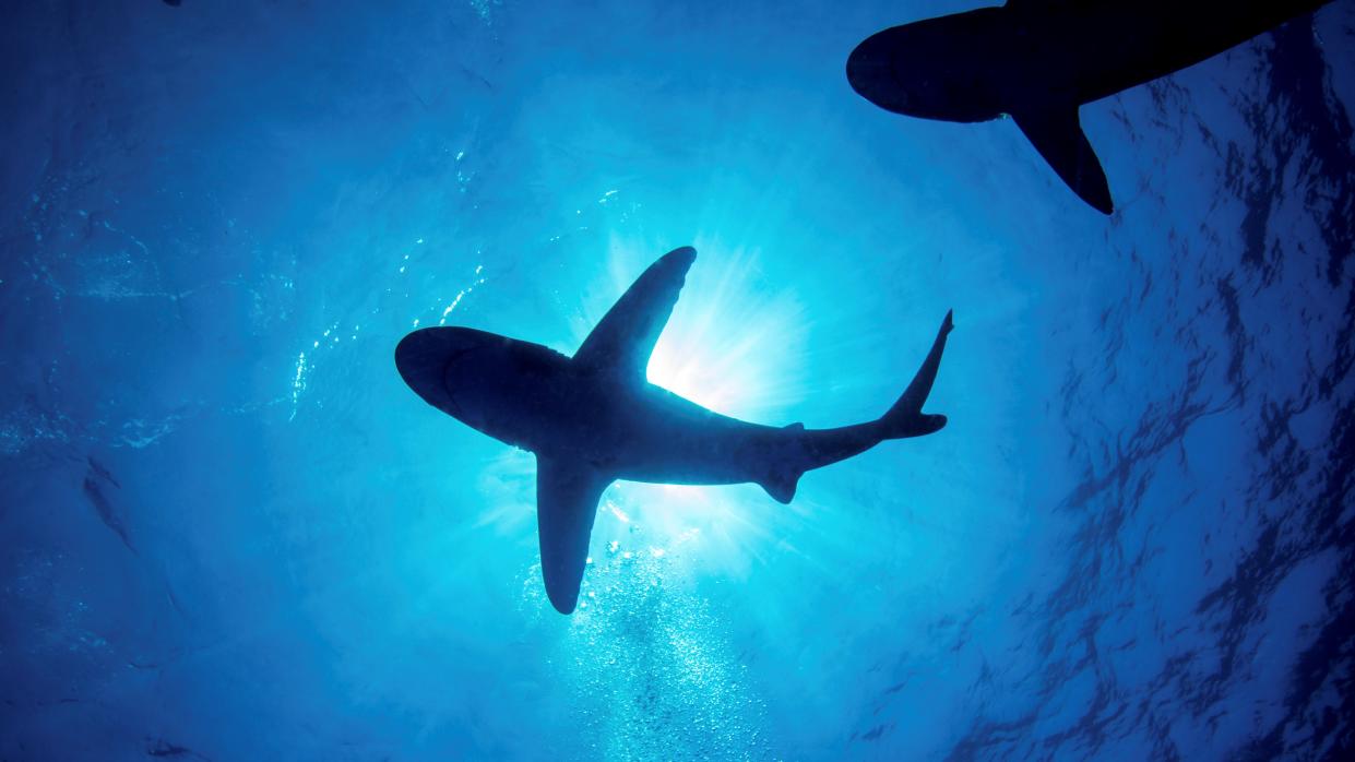  silhouette of two oceanic whitetip sharks swimming with sunlight coming through blue water 