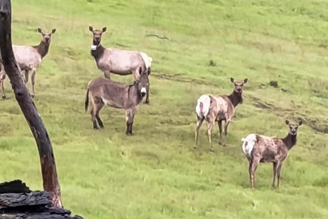 <span>A hunter spotted a donkey living with elks in northern California.</span><span>Photograph: @maxfennell via Instagram</span>