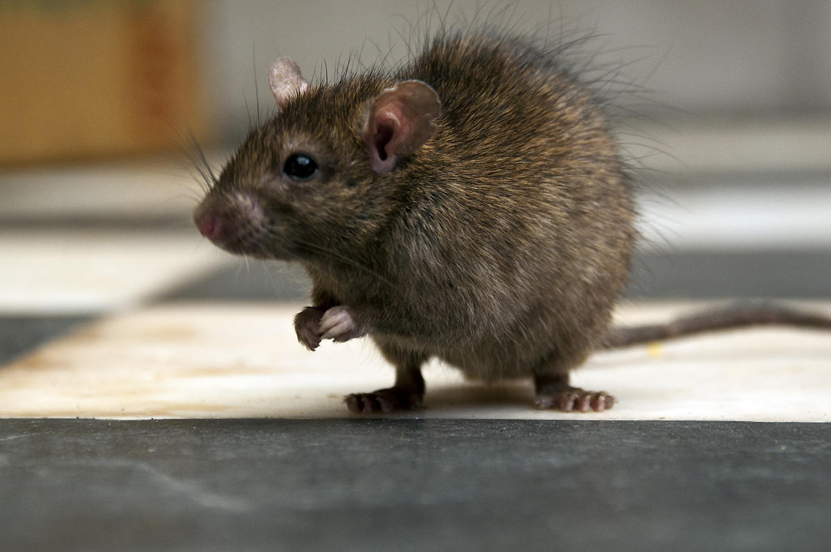 Ces astuces de grand-mère efficaces pour se débarrasser des rats