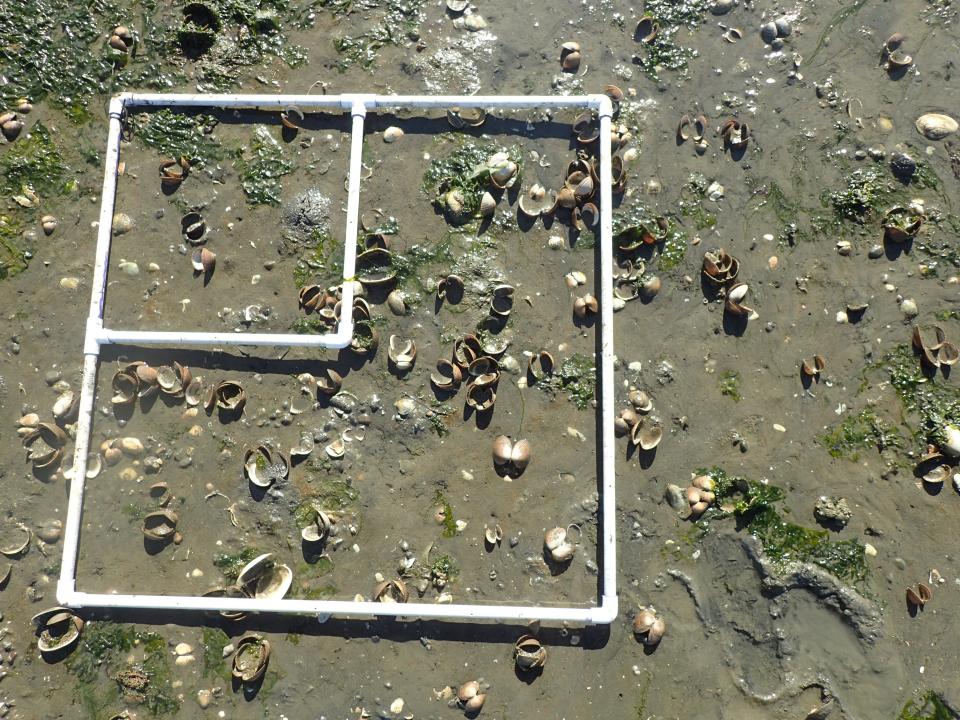 Researchers estimate shellfish mortality by counting a subset of dead shellfish on a beach in Skagit Bay in July 2021 following a record heat wave.