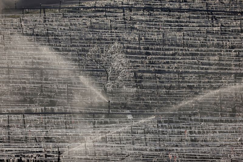 FILE PHOTO: FILE PHOTO: Water is sprayed in the morning to protect vineyards from frost damage outside Chablis