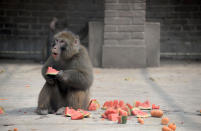 <p>Ein Makake im Handan Zoo in Handan City in der nordchinesischen Provinz Hebei genießt ein Stück Wassermelone. Die Mitarbeiter des Zoos versuchten, die sommerlichen Temperaturen für die Tiere etwas erträglicher zu gestalten. (Bild: Xinhua/ via Getty Images) </p>