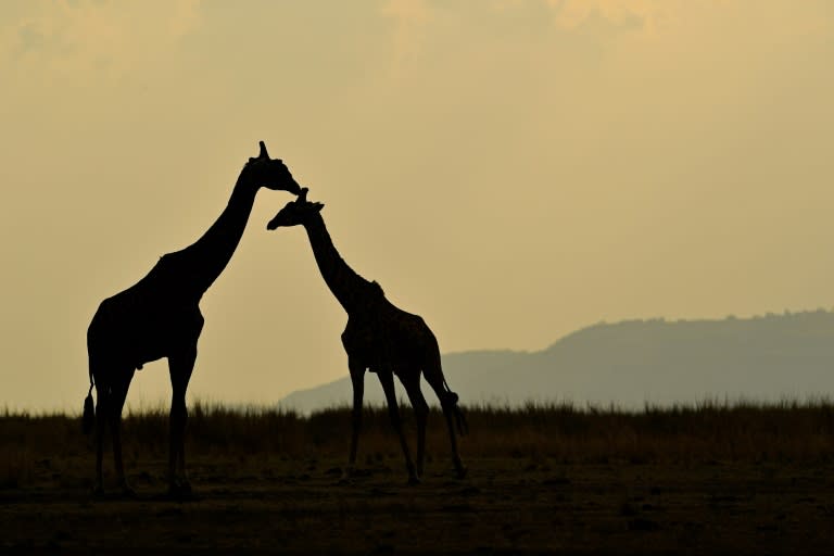 The main culprit for the decline in giraffe numbers is the ever-expanding human population, which has caused a spike in poaching and encroachment upon the animals's natural habitat