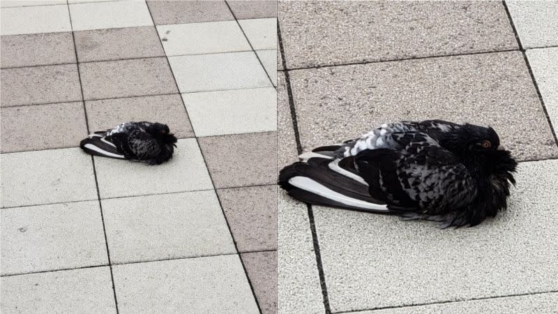 ▲日本一名推特網友在路上發現「會動的球鞋」，仔細一看真面目後也忍不住笑翻。（圖／翻攝自推特@ oGWgjs1JiVgF3uD）