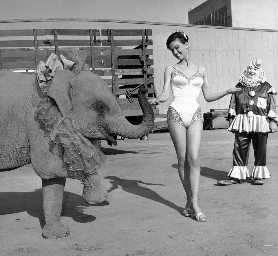 FILE - In this Feb. 26, 1959, file photo, Actress Kathy Grant, she's Mrs. Bing Crosby in private life, shown with Bingo Jr., a baby elephant painted purple for movie-making purposes on the set of "The Big Circus" in Hollywood, Los Angeles. California will be the first state to ban the sale and manufacture of new fur products and the third to bar most animals from circus performances under a pair of bills signed Saturday, Oct. 12, 2019 by Gov. Gavin Newsom. (AP Photo/David F. Smith, File)