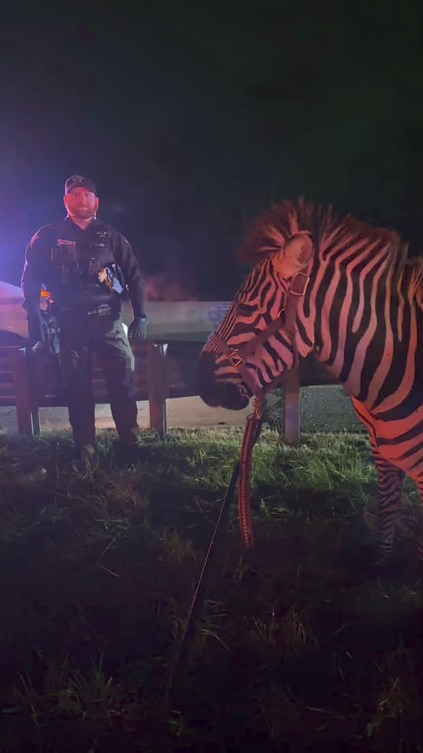 In this photo provided by Grant County Sheriff's Office, animals are rescued by emergency responders after a truck fire near Marion, Ind., early Saturday, Jan. 27, 202. A truck hauling zebras and camels for a series of weekend circus performances caught fire early Saturday on the northeastern Indiana highway, prompting a police rescue of the animals. Sgt. Steven Glass with Indiana State Police says the tractor-trailer caught fire about 2 a.m. along Interstate 69 in Grant County about 60 miles northeast of Indianapolis. (Grant County Sheriff's Office via AP)