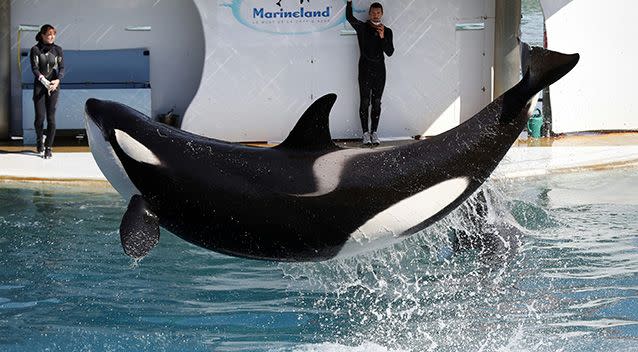 The orca underwent training at Marineland in the French riviera city of Antibes. Source: Getty