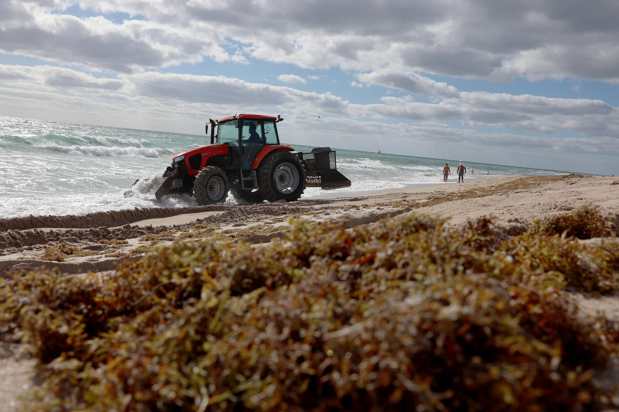 A tractor plows seaweed on a beach.