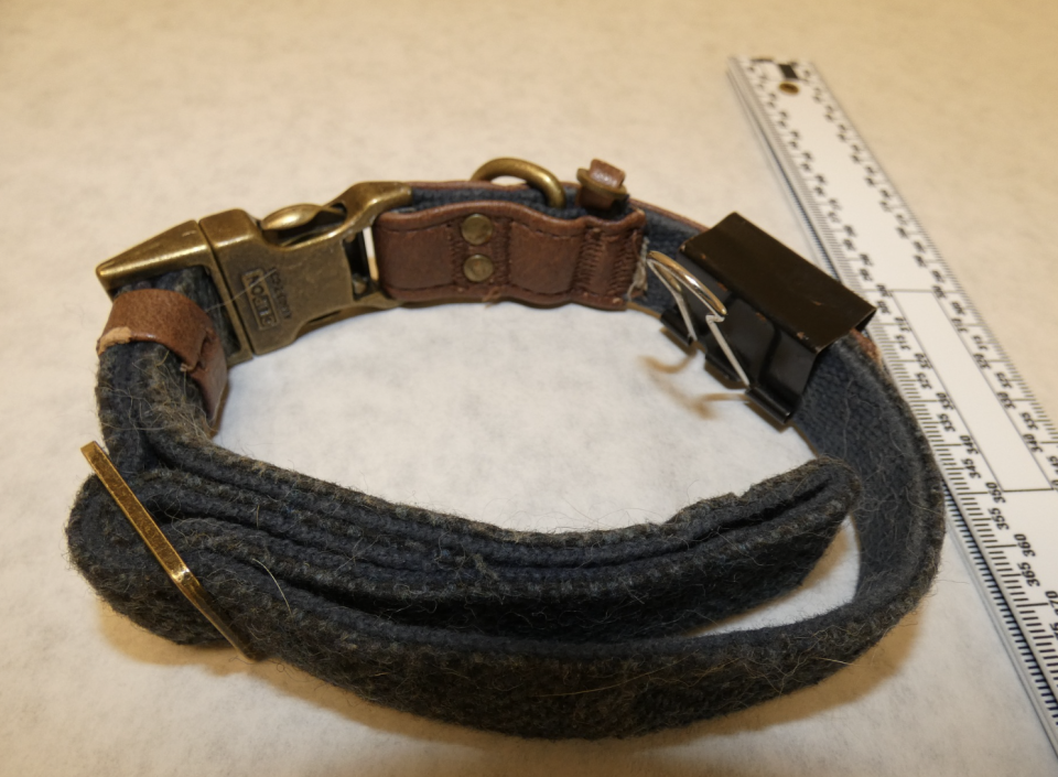 The Santa Cruz County Sheriff's Office shared a photo of the collar Cheddar was wearing when he was found abandoned.  / Credit: Santa Cruz County Sheriff's Office