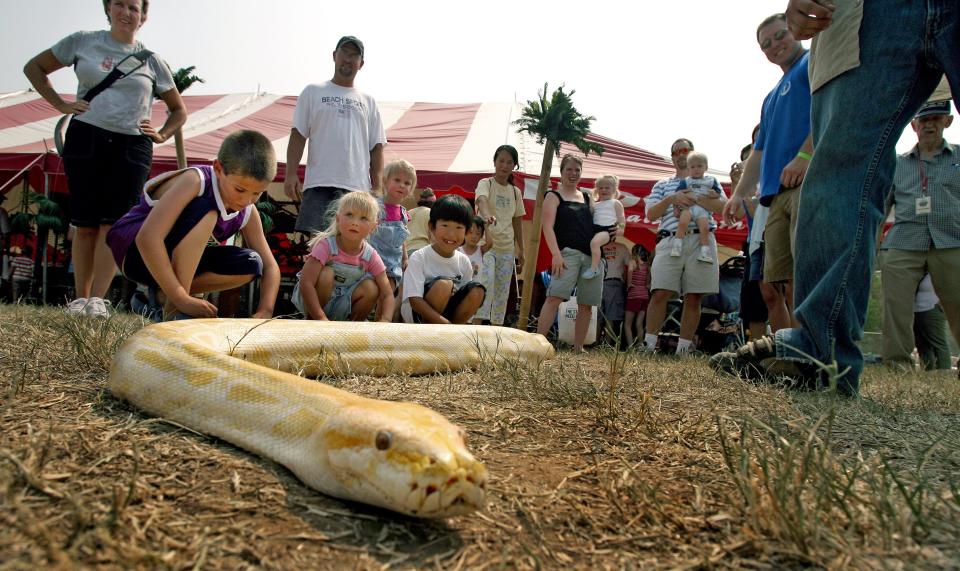 Kids take turns touching an albino Burmese python from the Eudora Farms Petting Zoo in Salley, South Carolina on Aug. 4, 2007.