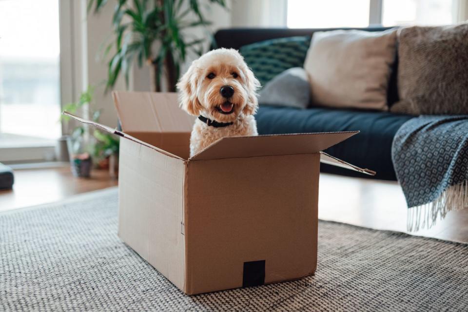 cheerful goldendoodle dog sitting in cardboard box in the living room