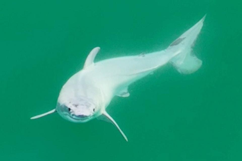 <p><a href="https://www.instagram.com/themalibuartist/">Carlos Gauna/The Malibu Artist</a></p> Photo of a baby great white shark from Carlos Gauna (@themalibuartist)