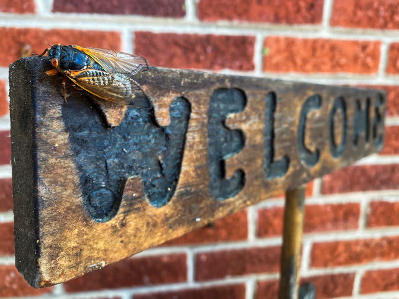 A cicada is seen perched on a wooden sign on the porch of a house in Arlington