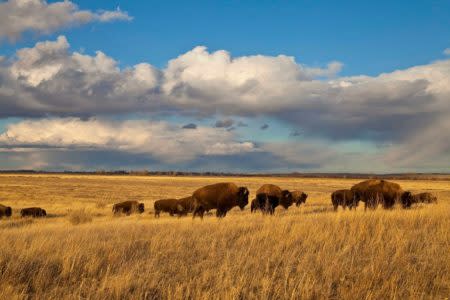 American Prairie 