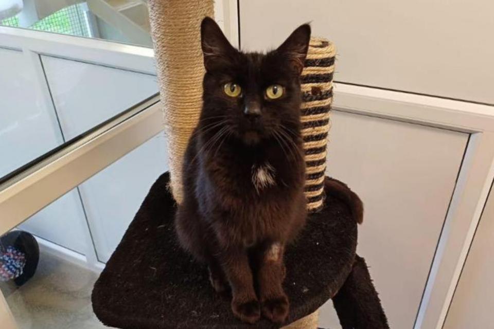 Warrington Guardian: Peanut was initially very nervous, but is now very affectionate and loving
