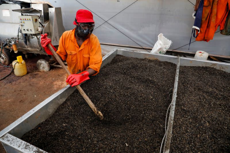 A employee mixes dried black soldier flies larvae in an oven in the InsectiPro farm in Red Hill, Kiambu County