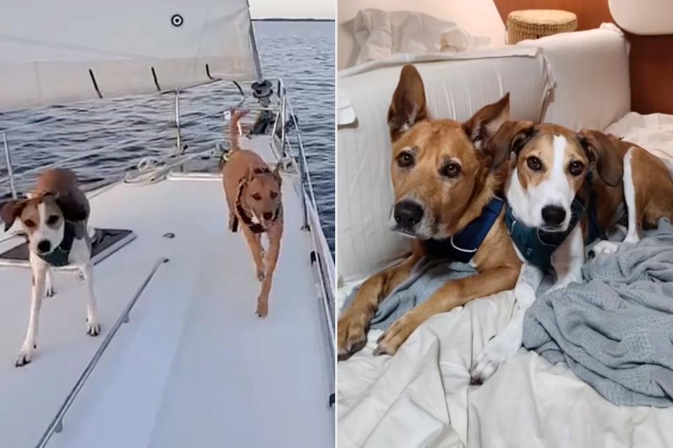 <p>Courtesy Brett and Jade Evans | <a href="https://www.tiktok.com/@expeditionevans?lang=en">@expeditionevans/TikTok</a></p> Dingo and Penny, Dogs living on Boat