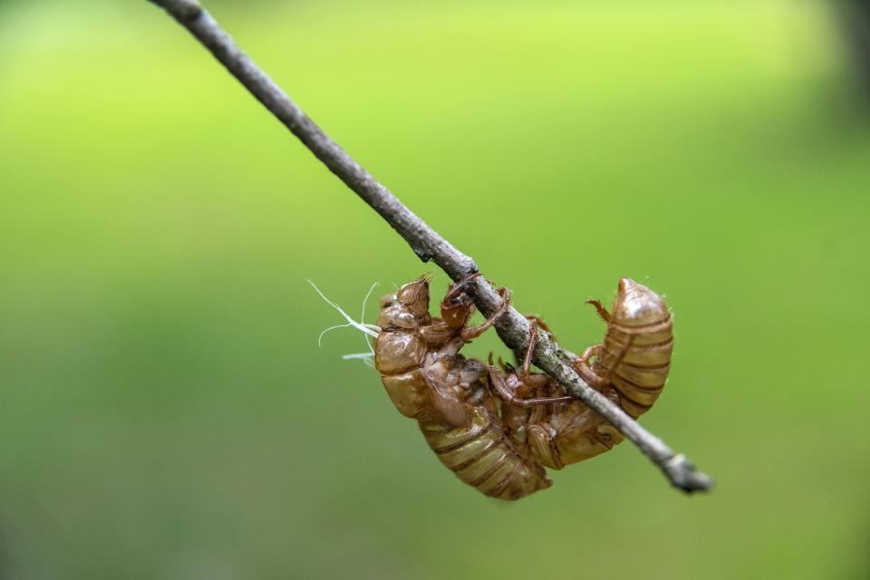 Cicada exoskeletons hang from a branch at Phillips Park in Newark Monday, May 24, 2021.
