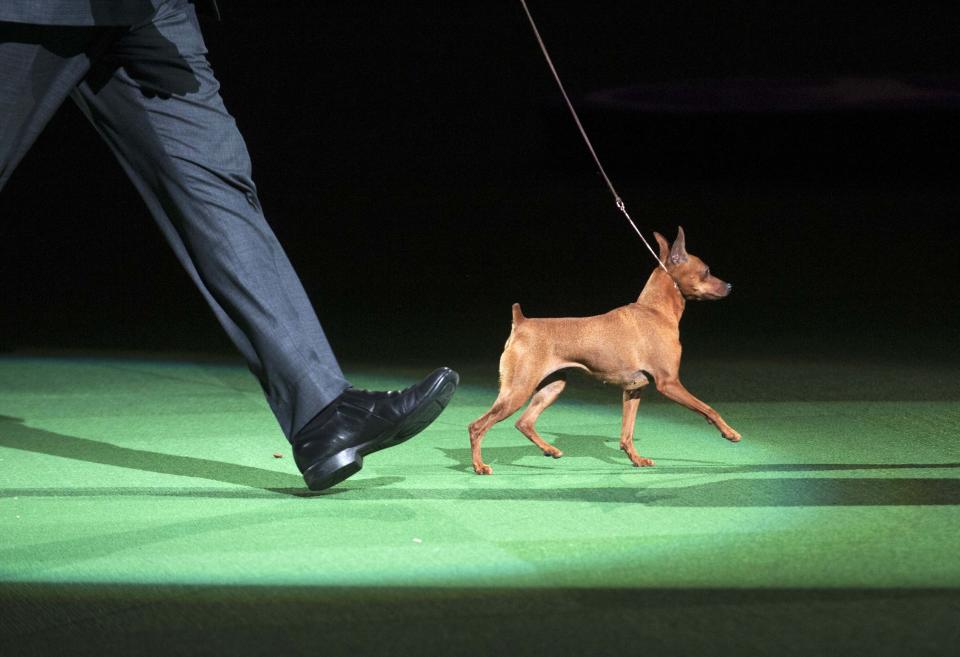 A toy pinscher participates in the "best in show" competition at the 2014 Westminster Kennel Club Dog Show in New York