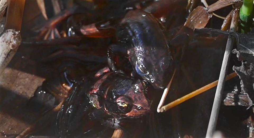 A pair of Northern red legged frogs do a romantic dance at the Billy Frank Jr. Nisqually National Wildlife Refuge in Nisqually, Washington, on Wednesday, March 29, 2023.