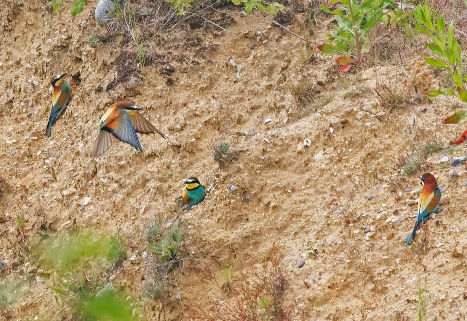 Bee-eaters around the burrows on the quarry site in Norfolk (Mike Edgecombe/PA)