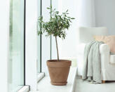 <p> Ever wondered if you can grow olive trees indoors? Well the simple is answer is yes. If you live in a sunny climate, a sophisticated olive tree with subtle, silvery grey foliage makes the perfect choice for a calm, modern interior. These elegant plants are a staple of Mediterranean gardens, but will also work indoors if they get plenty of sun. They will need full sun at least six to eight hours a day, so a site by a sunny window is perfect.&#xA0; </p> <p> Although they are slow growing, choose a dwarf variety, as even these can reach 6ft (1.8m). Olive trees need free draining soil, so ensure that the bottom of the pot is lined with a couple of inches of gravel before adding compost.&#xA0;Water only when the top few inches of soil has dried out and don&#x2019;t mist the leaves, as this is one tree which likes dry air.&#xA0; </p> <p> Experts agree that olive trees won&#x2019;t survive indefinitely inside, but you should get around eight years of enjoyment before moving them to an outside spot where you can then enjoy them as part of your patio.&#xA0; </p>