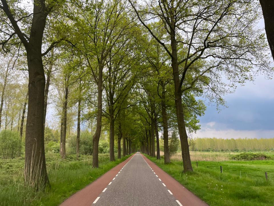 dutch road surrounded by trees