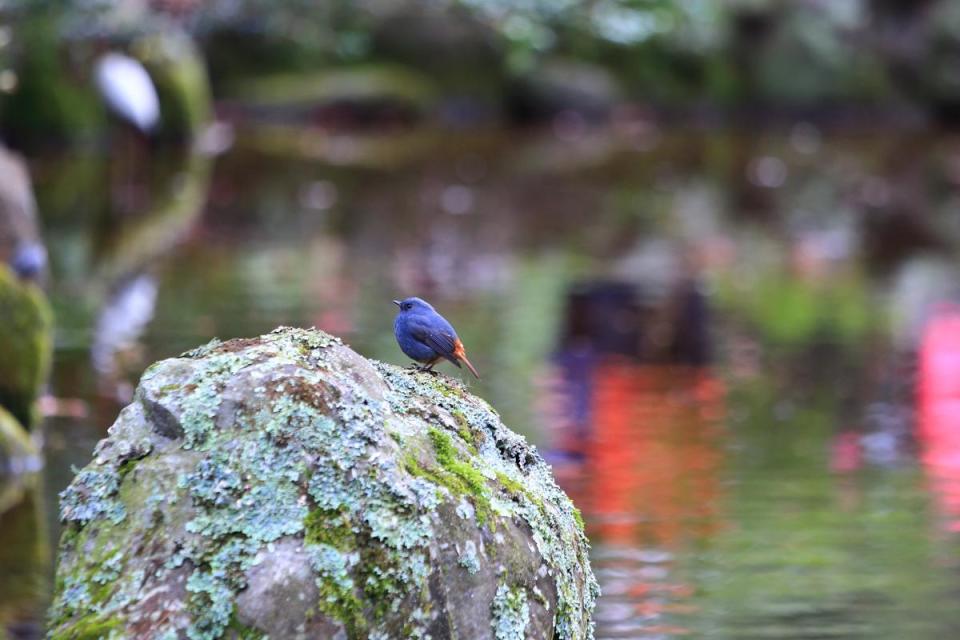 在水池邊也能發現不少暫時棲息在農場的鳥類。