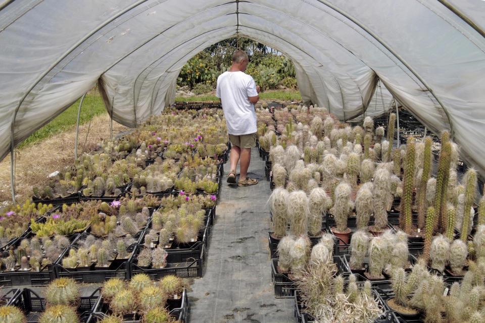 Andrea Cattabriga, President of the Association for Biodiversity and Conservation, walks amongst his homegrown rare cacti at his greenhouse in San Lazzaro di Savena, Italy, Saturday, June 5, 2021. Cattabriga, a top expect on rare cacti, was called by the Carabinieri Military Police in February 2020 as a consultant to examine thousands of cacti stolen from from the Atacama Desert in Chile, confiscated when police conducted a massive cactus bust at a greenhouse along the Adriatic Coast in Italy. (AP Photo/Trisha Thomas)