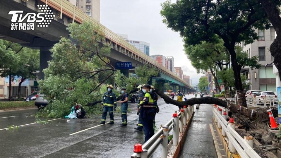 復興北路上路樹傾倒壓傷騎士。（圖／TVBS）