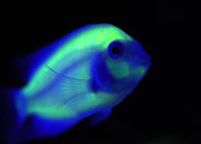 A genetically engineered Convict Cichlids (Amatitlania Nigrofasciata) glows inside a water tank while being displayed at the 2010 Taiwan International Aqua Expo in Taipei October 29, 2010. The show features award winning aquatic breeds which will be displayed at the Taipei World Trade Centre from October 29 to November 1. REUTERS/Nicky Loh