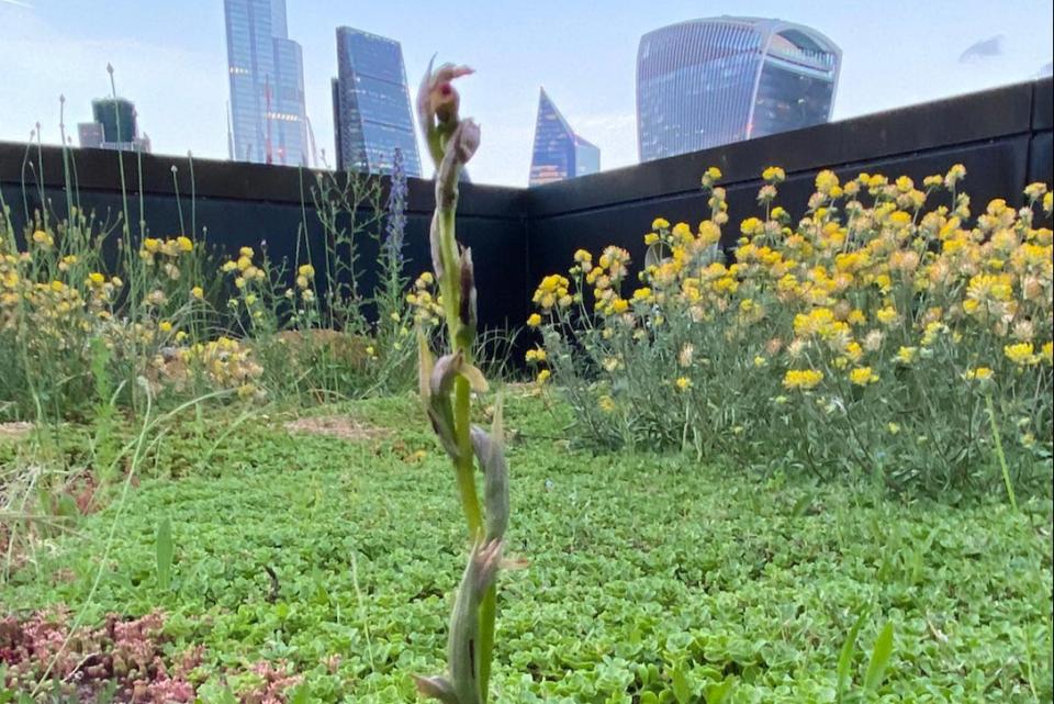 The orchids found on Nomura rooftop in City of London (Nomura)