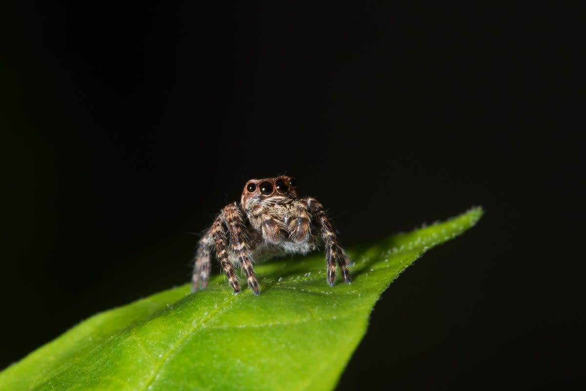 A jumping spider found in a photographer’s garden in Australia (jensphotos/Blipfoto)