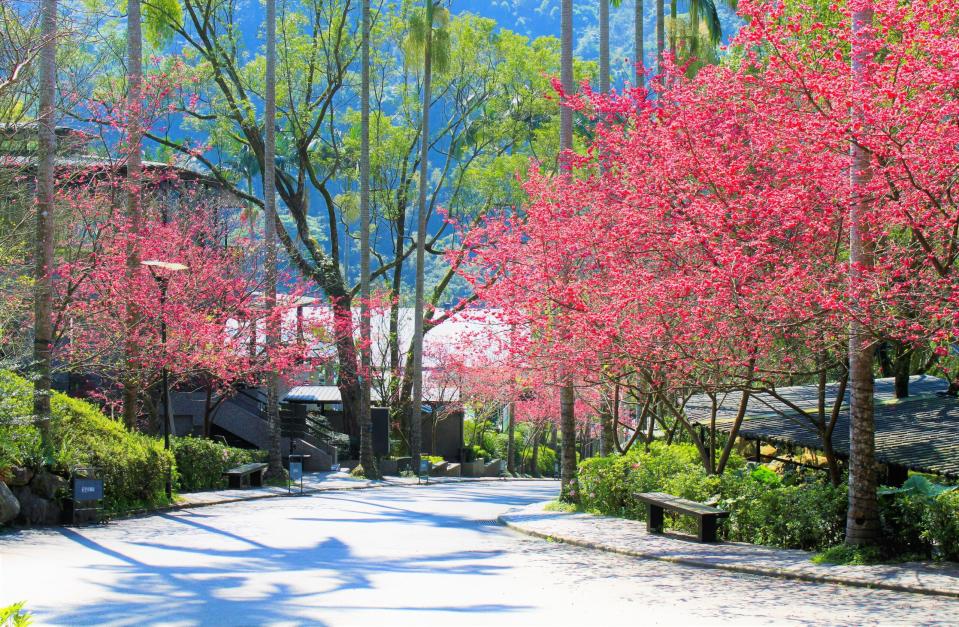 園區內整排「櫻花大道」超壯觀，邊泡湯邊欣賞櫻花美景。圖片來源:大板根森林溫泉酒店提供