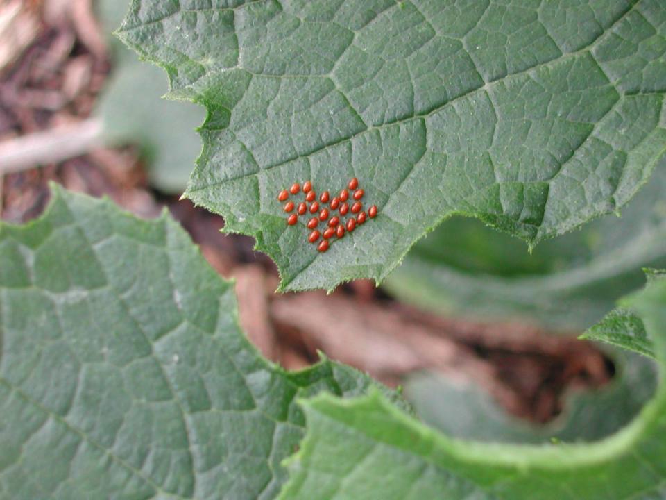 Removing squash bug eggs attached to the underside of squash leaves is an effective non-chemical method to control this destructive pest.