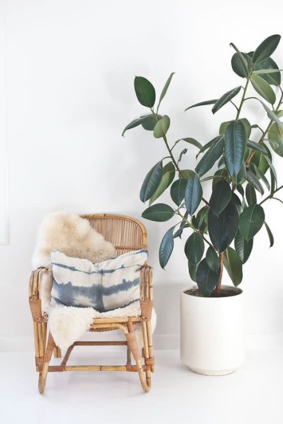 Rubber plants (Ficus elastic): 