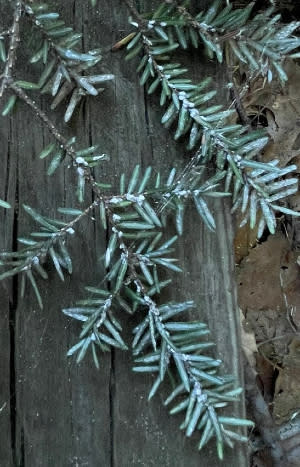 When hemlock woolly adelgid feed, the leave behind a small, white cottony ball called an ovisac that forms at the base of the needles. (Matt Jaworowski/WOOD TV8)