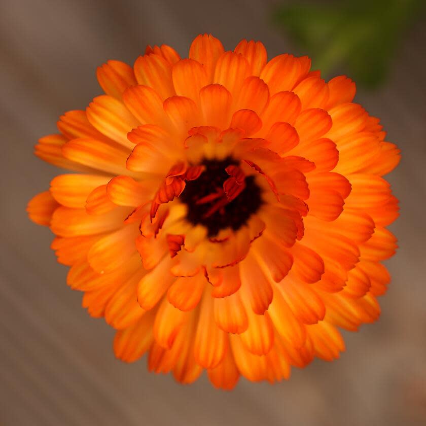 An orange Calendula flower.
