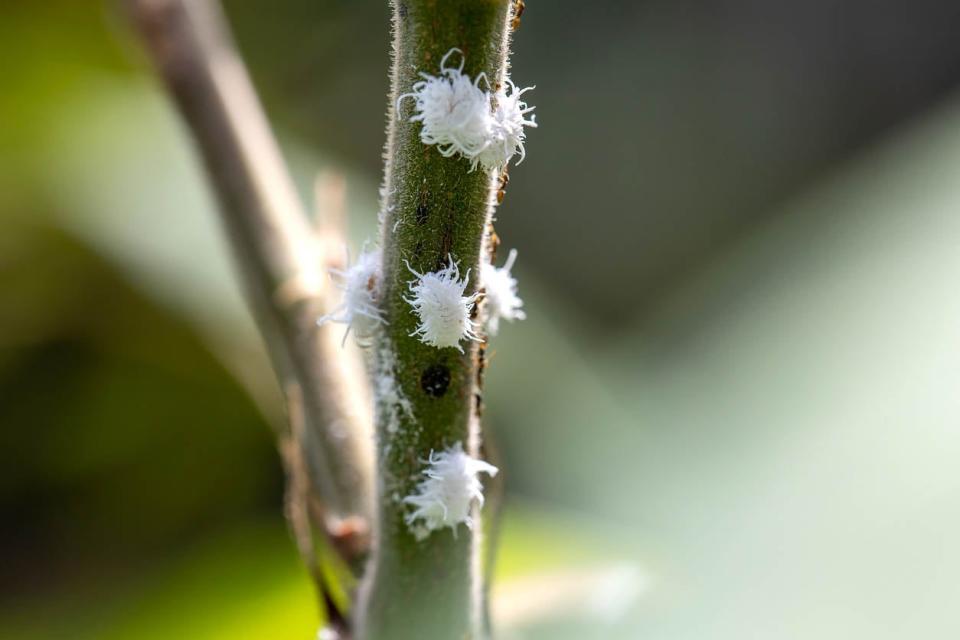 How to Get Rid of Mealybugs