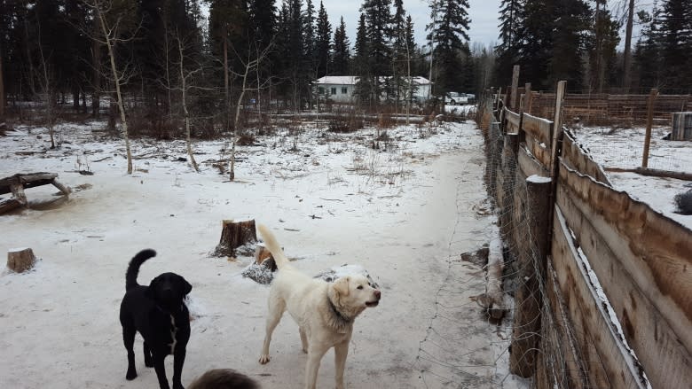 'I don't understand it': Yukon kennel owner vows fight to keep her dogs