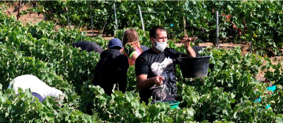 Champagne : une vendange au temps du Covid-19.
