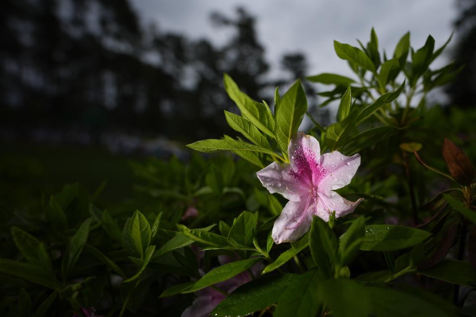 An Azalea blooms along the sixth hole during a practice round in preparation for the Masters golf tournament at Augusta National Golf Club Tuesday, April 9, 2024, in Augusta, Ga. (AP Photo/Matt Slocum)