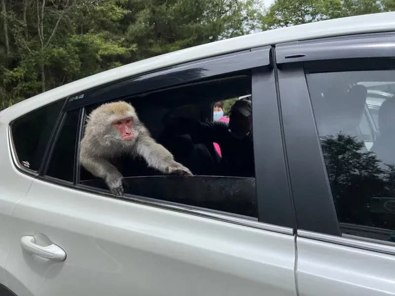 玉山國家公園塔塔加園區內的台灣獼猴，翻進民眾車內找食物。（玉管處提供）