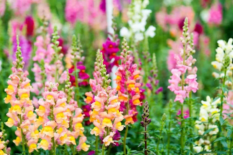 Colorful snapdragon flowers in a garden.