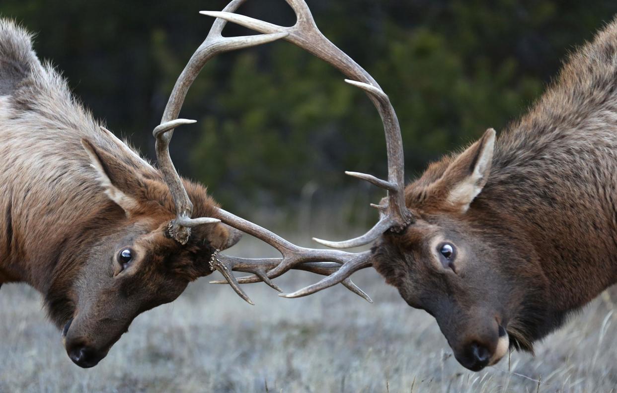 Elk are not an endangered species: REUTERS